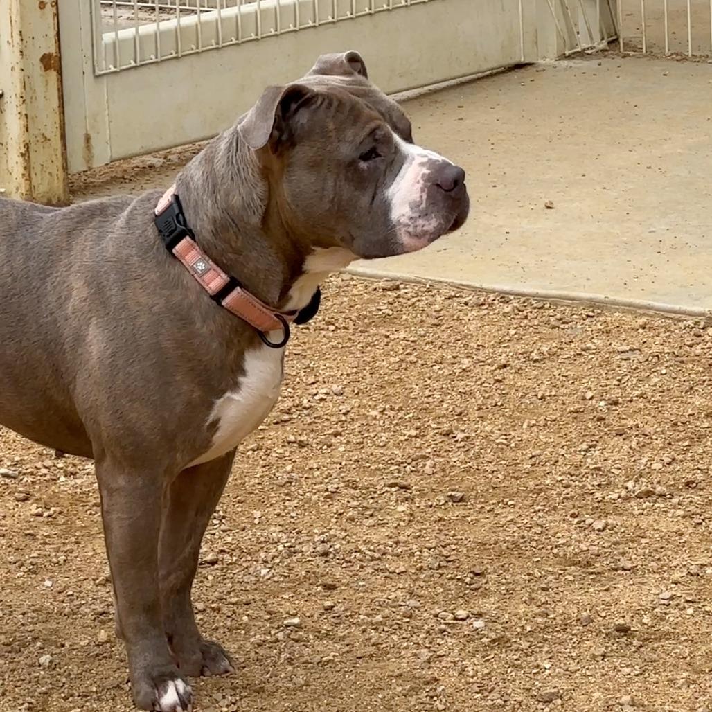 Everett, a Adoptable Mixed Breed in Bentonville, AR image 5/6