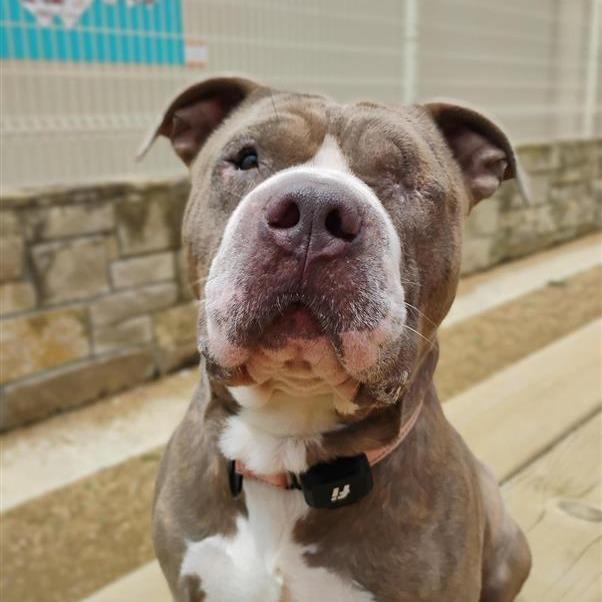 Everett, a Adoptable Mixed Breed in Bentonville, AR image 6/6