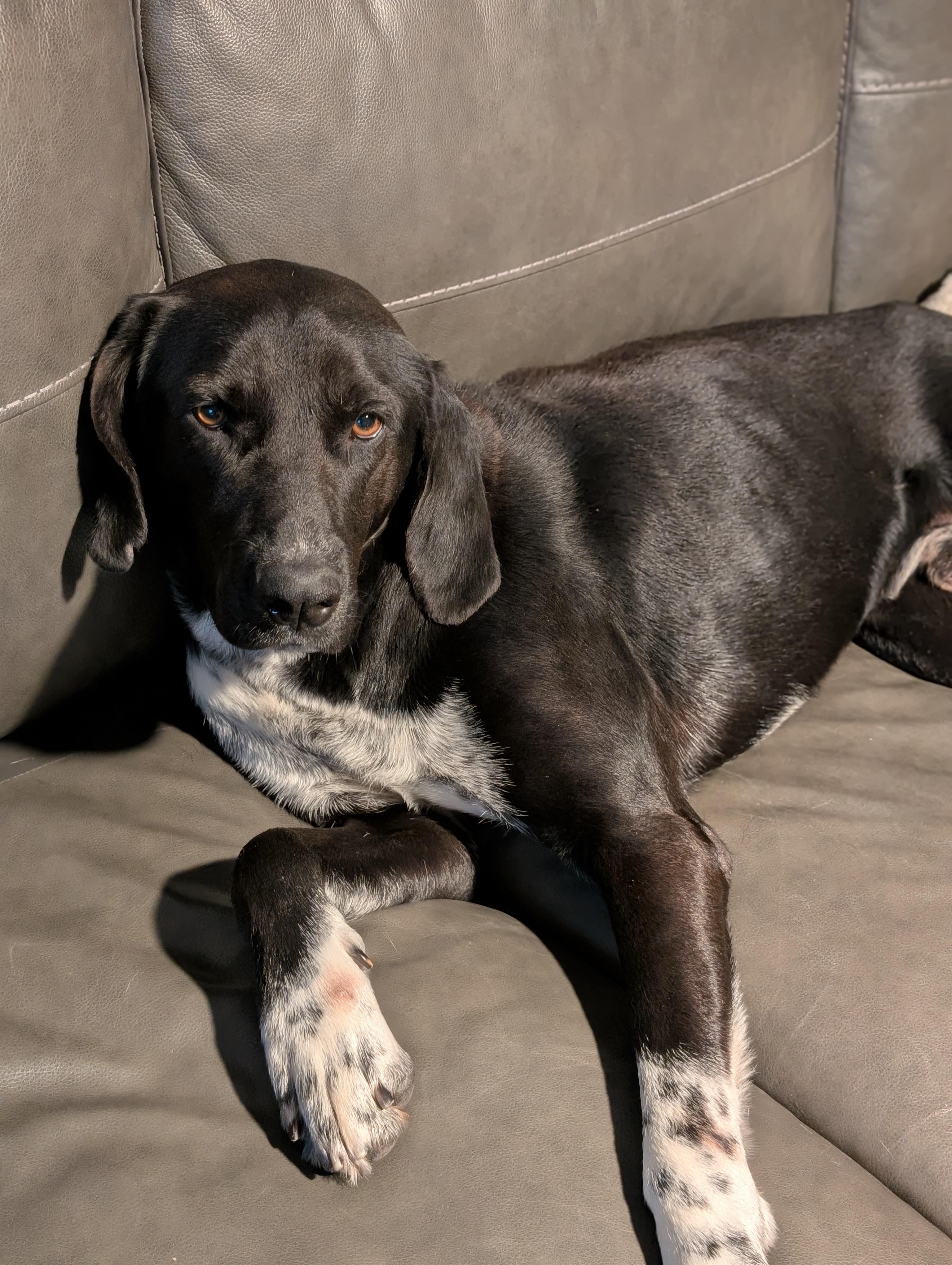 Enlarge Denali, a ADOPTABLE mixed breed in Bloomingdale, GA image 2/5