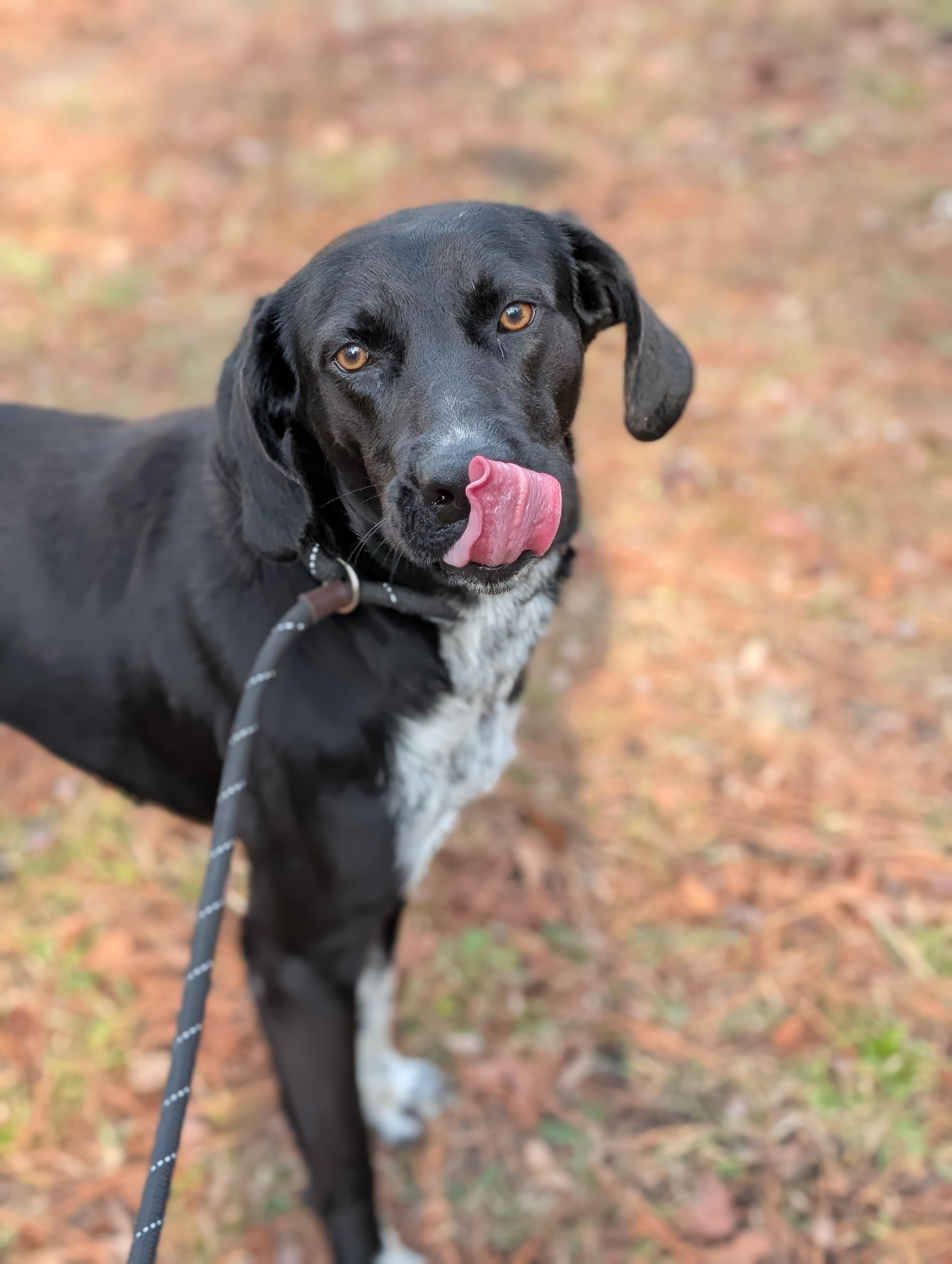 Denali, ADOPTABLE, Adult Male Bluetick Coonhound & Labrador Retriever.