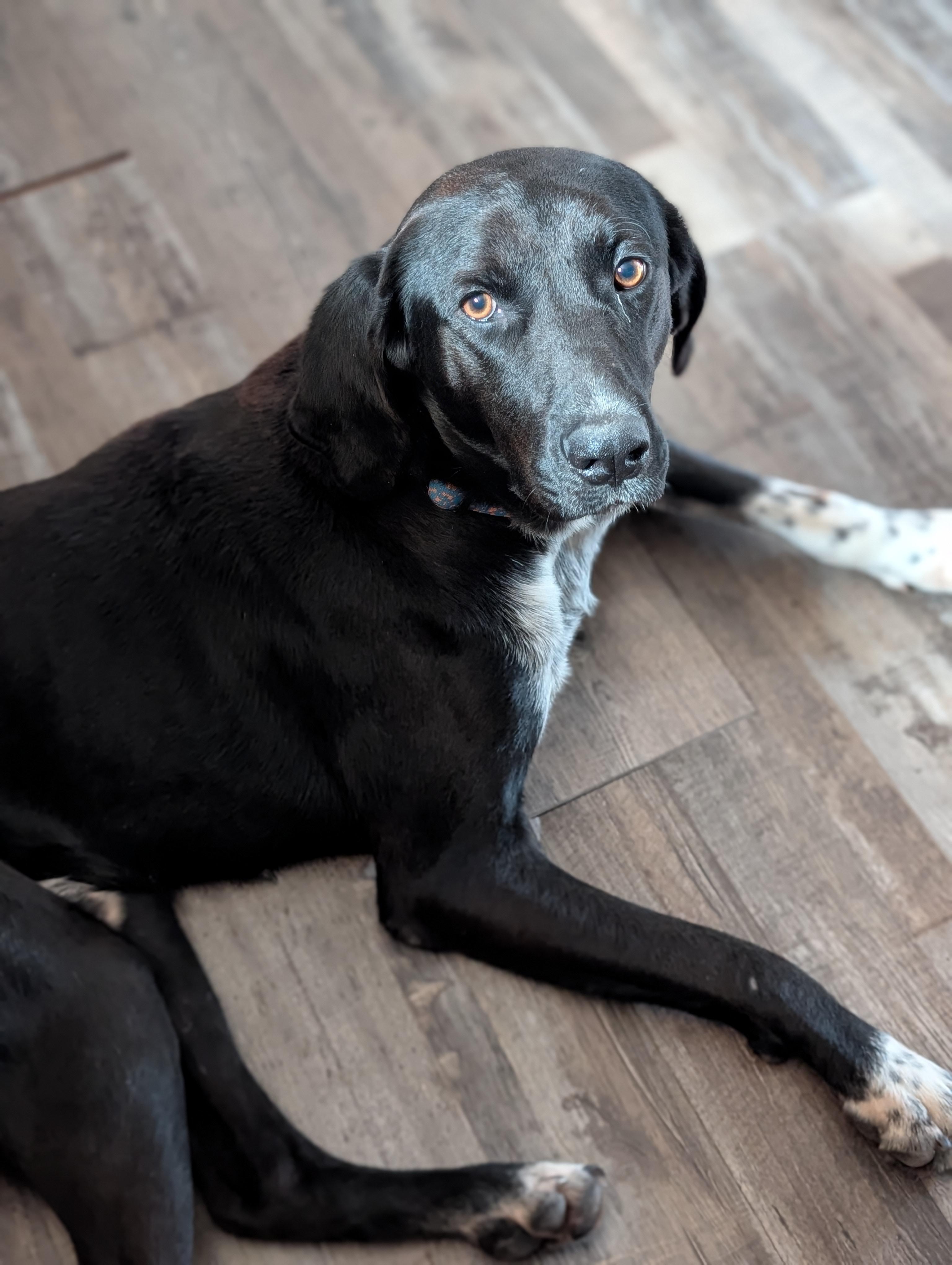 Enlarge Denali, a ADOPTABLE mixed breed in Bloomingdale, GA image 4/5