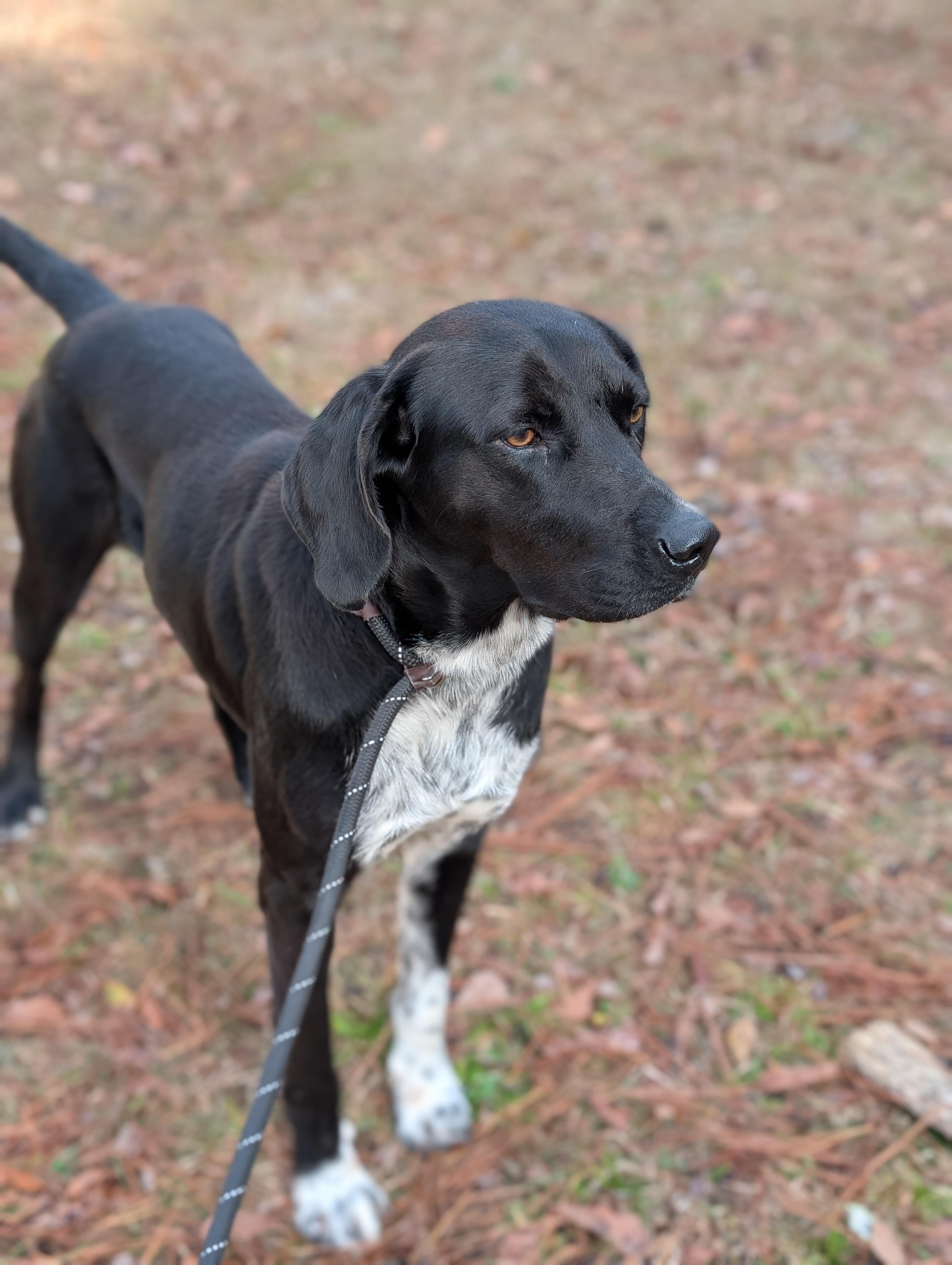Enlarge Denali, a ADOPTABLE mixed breed in Bloomingdale, GA image 3/5