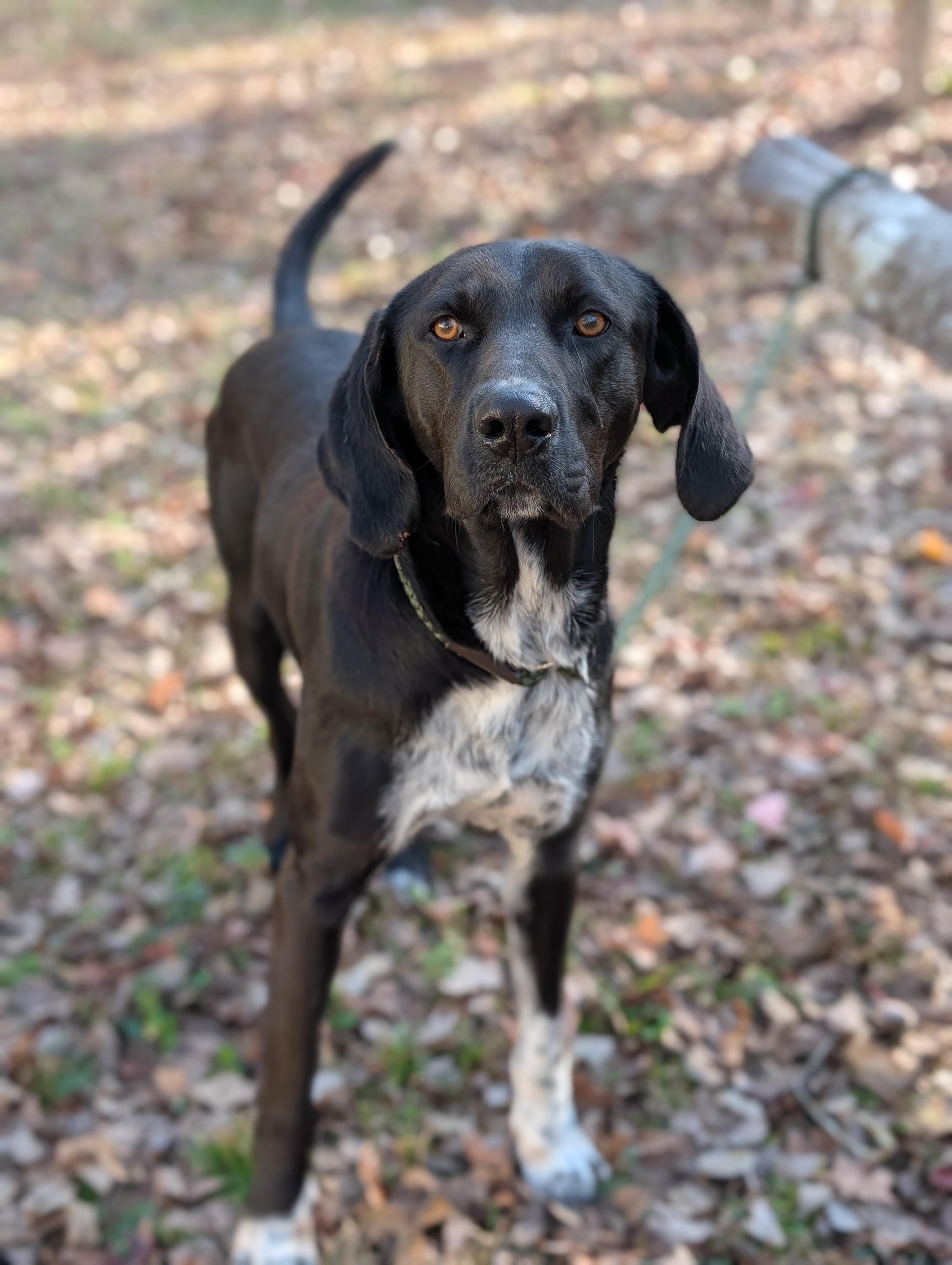 Enlarge Denali, a ADOPTABLE mixed breed in Bloomingdale, GA image 5/5