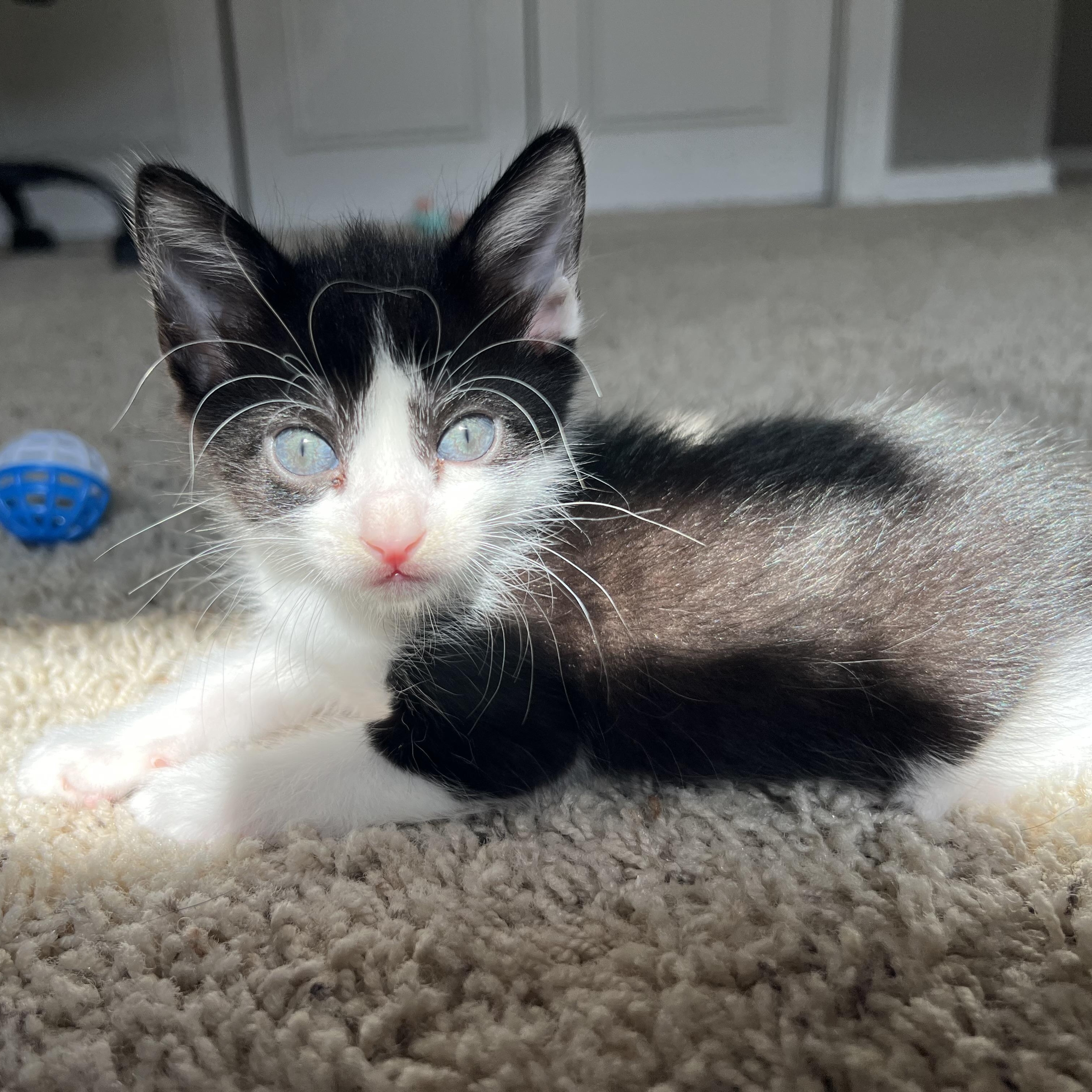 Bo Bitty, adopted, Kitten Male Domestic Short Hair.