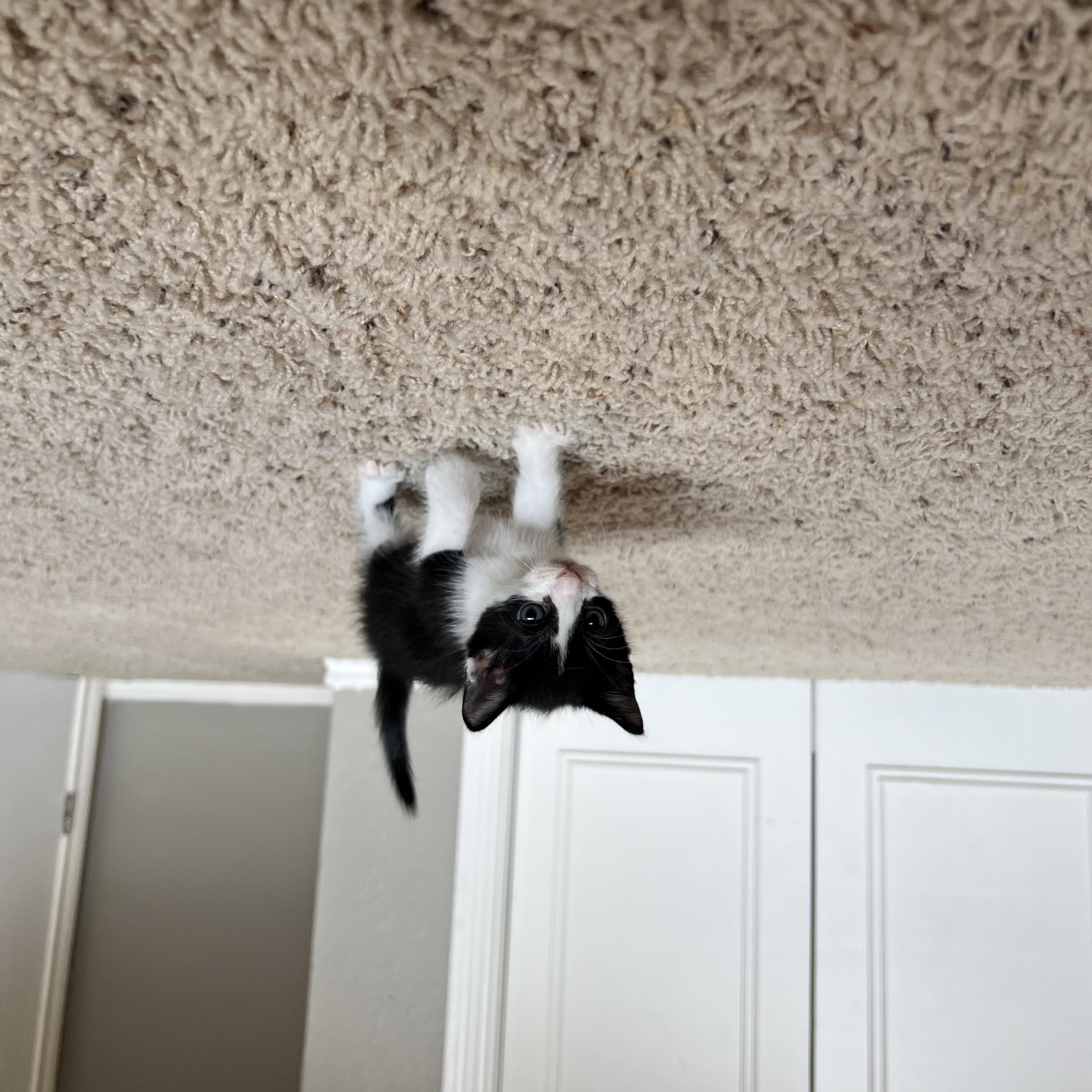 Bo Bitty, an adopted Domestic Short Hair in Dallas, TX image 2/2