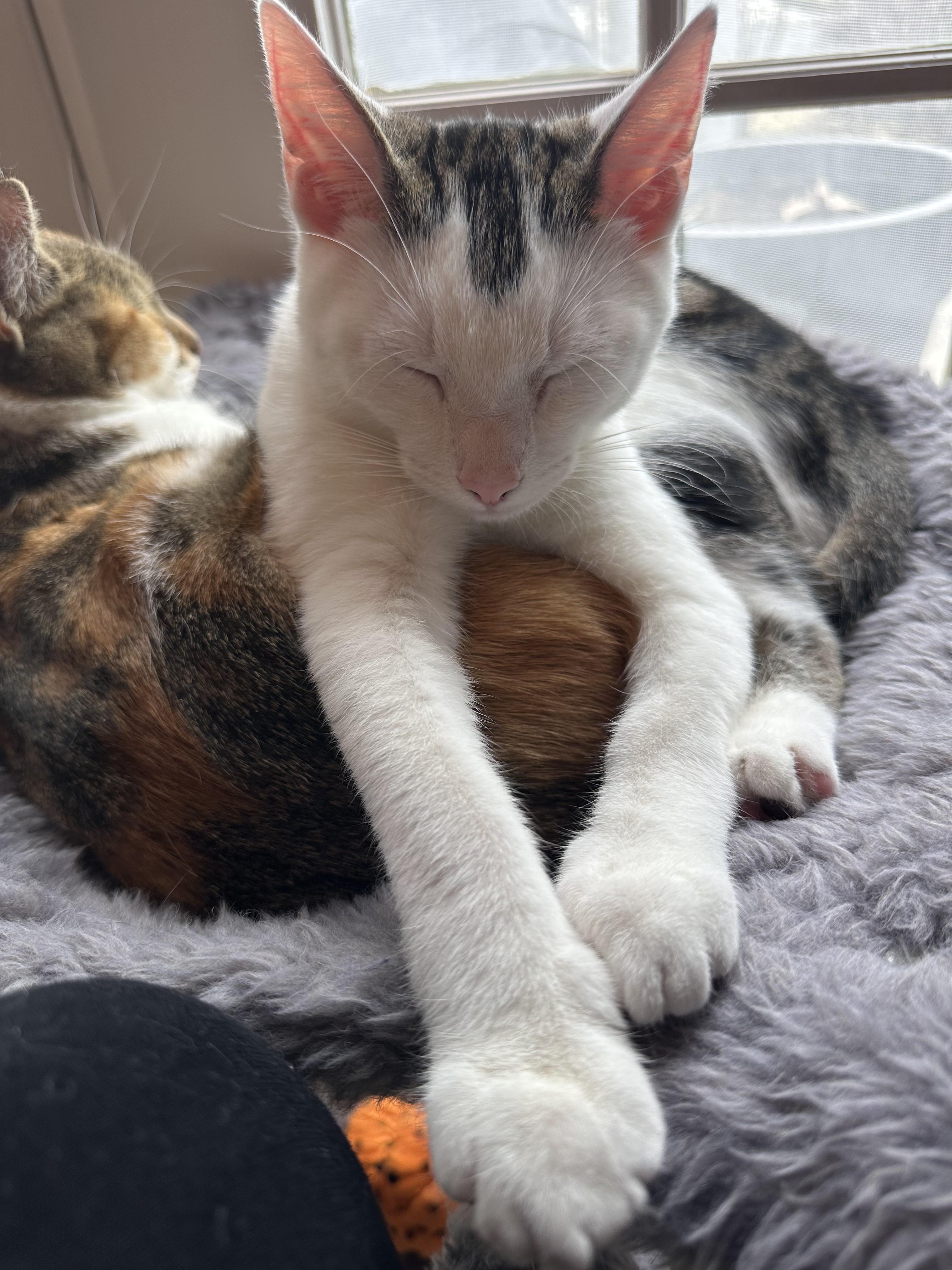 Enlarge Michael, a Adoptable mixed breed in Woodbury, NJ image 5/6