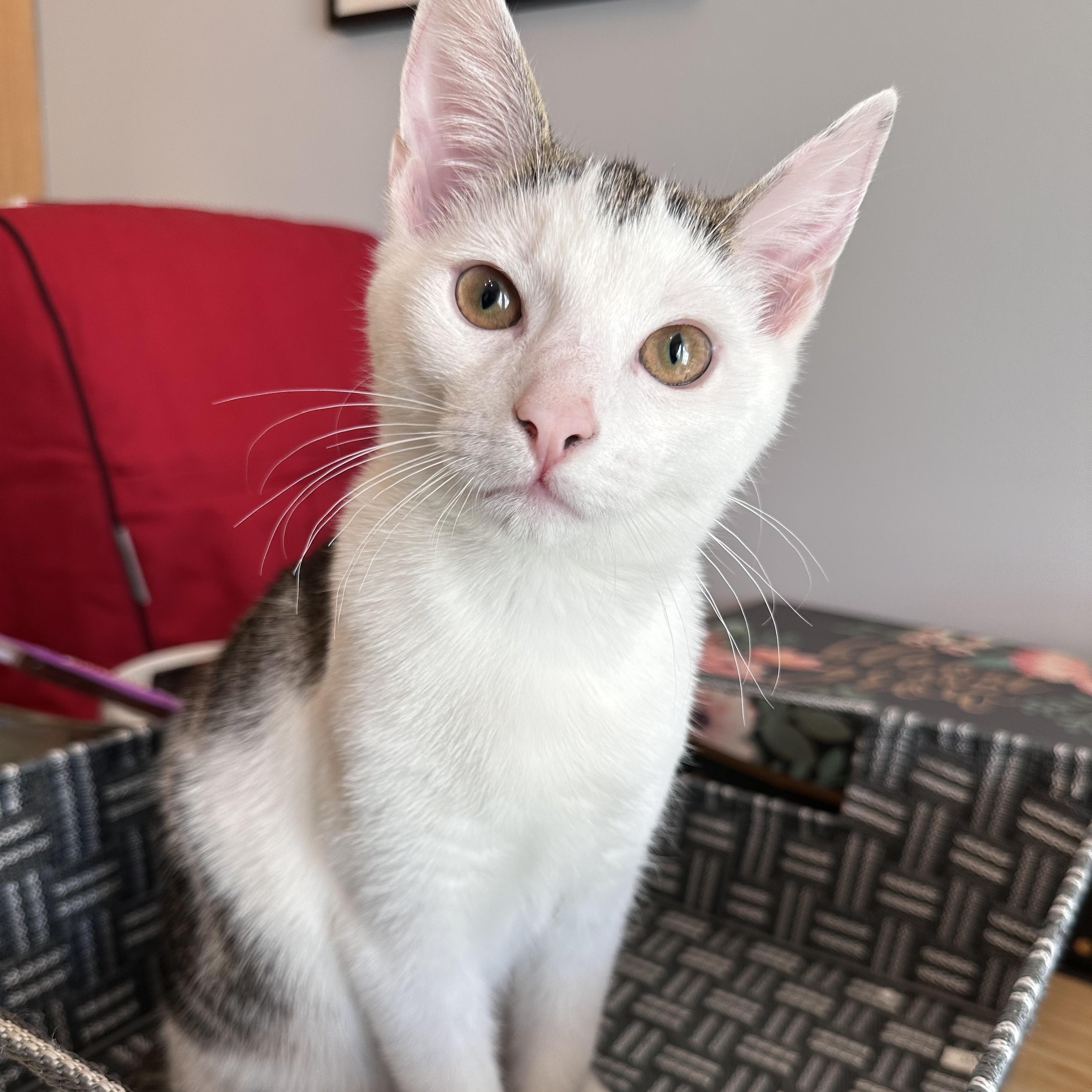 Michael, Adoptable, Kitten Male Domestic Short Hair.