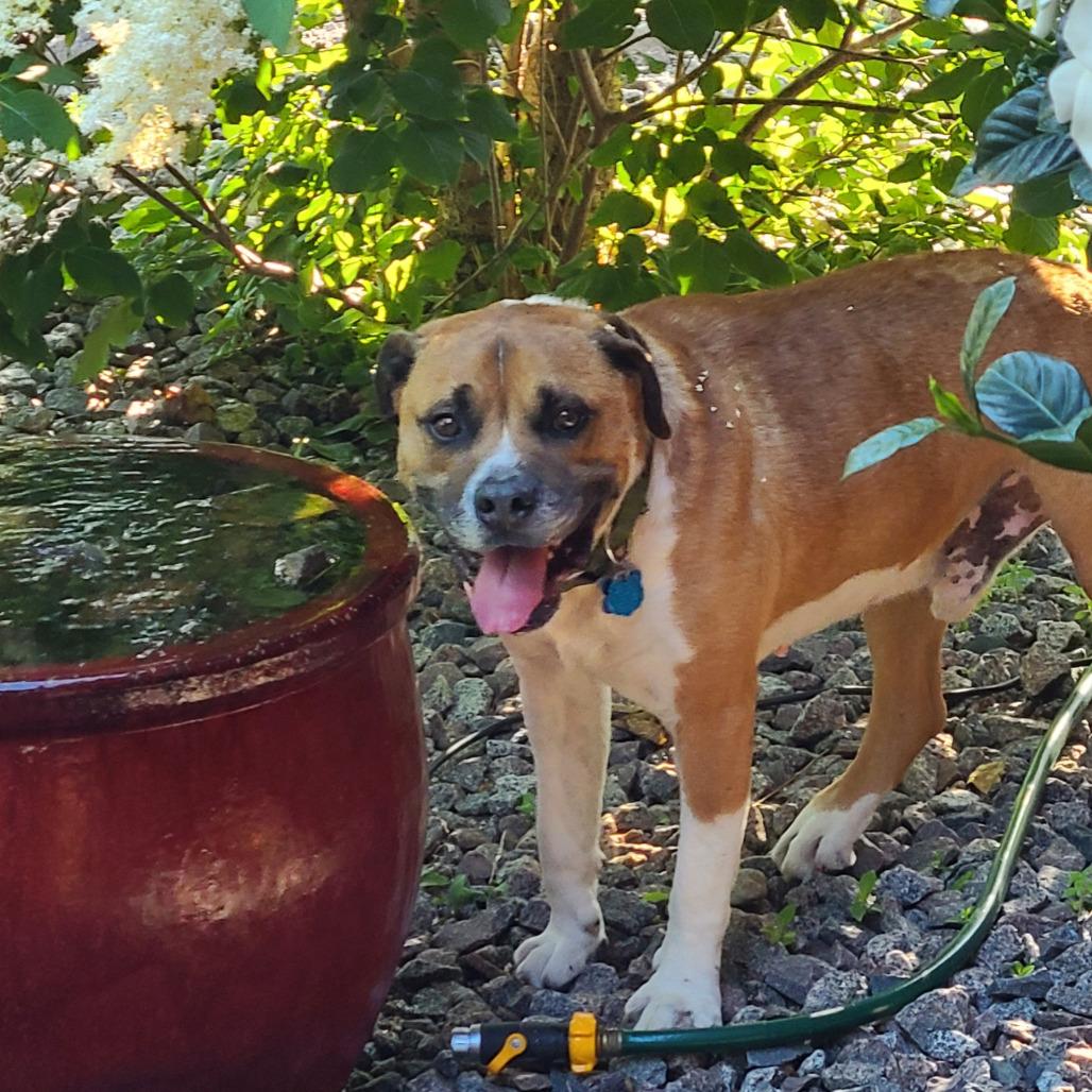 Enlarge Vernon 22505, a Adoptable mixed breed in Minneapolis, MN image 1/6