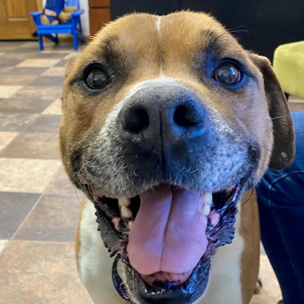 Enlarge Vernon 22505, a Adoptable mixed breed in Minneapolis, MN image 2/6