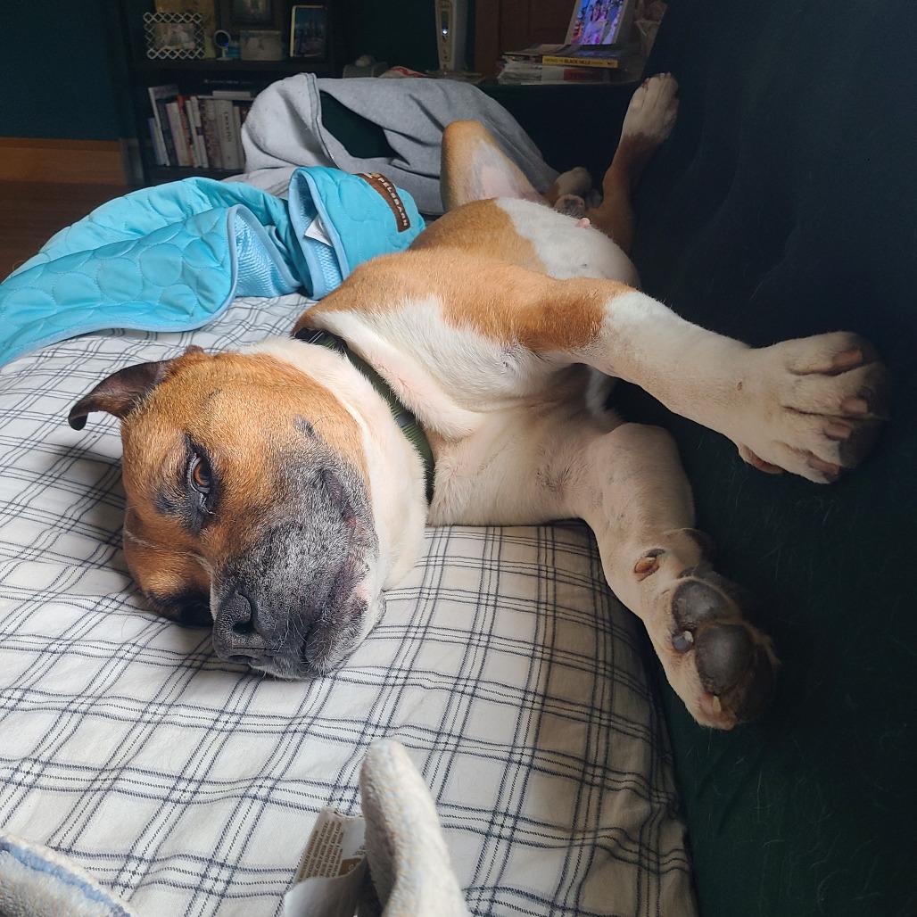 Enlarge Vernon 22505, a Adoptable mixed breed in Minneapolis, MN image 4/6