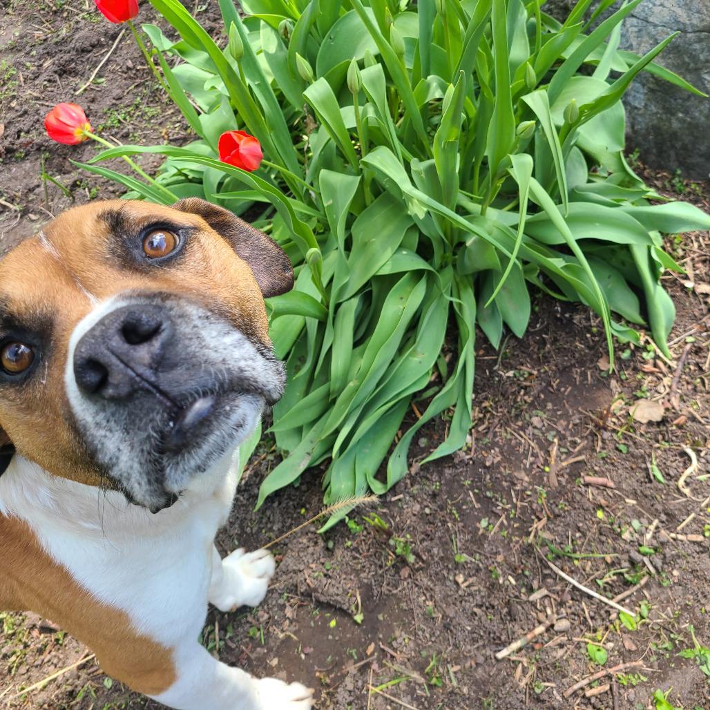 Enlarge Vernon 22505, a Adoptable mixed breed in Minneapolis, MN image 5/6