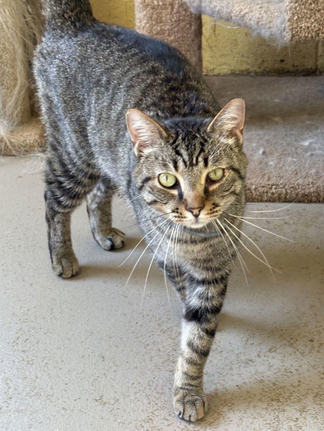 Bertrand, Adopted, Adult Male Domestic Short Hair.