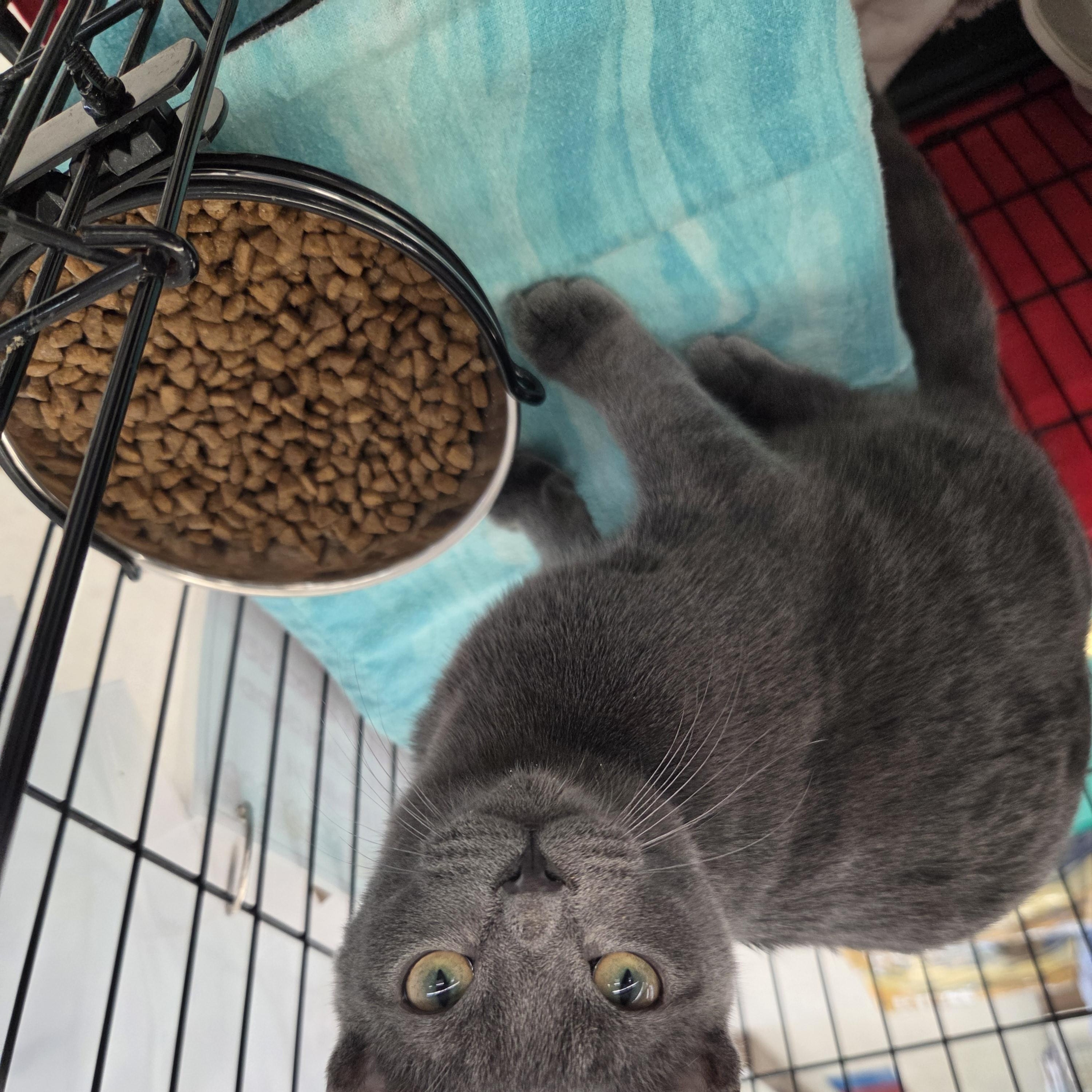 Enlarge Biscuit, a Adopted Domestic Short Hair in Indianapolis, IN image 2/3