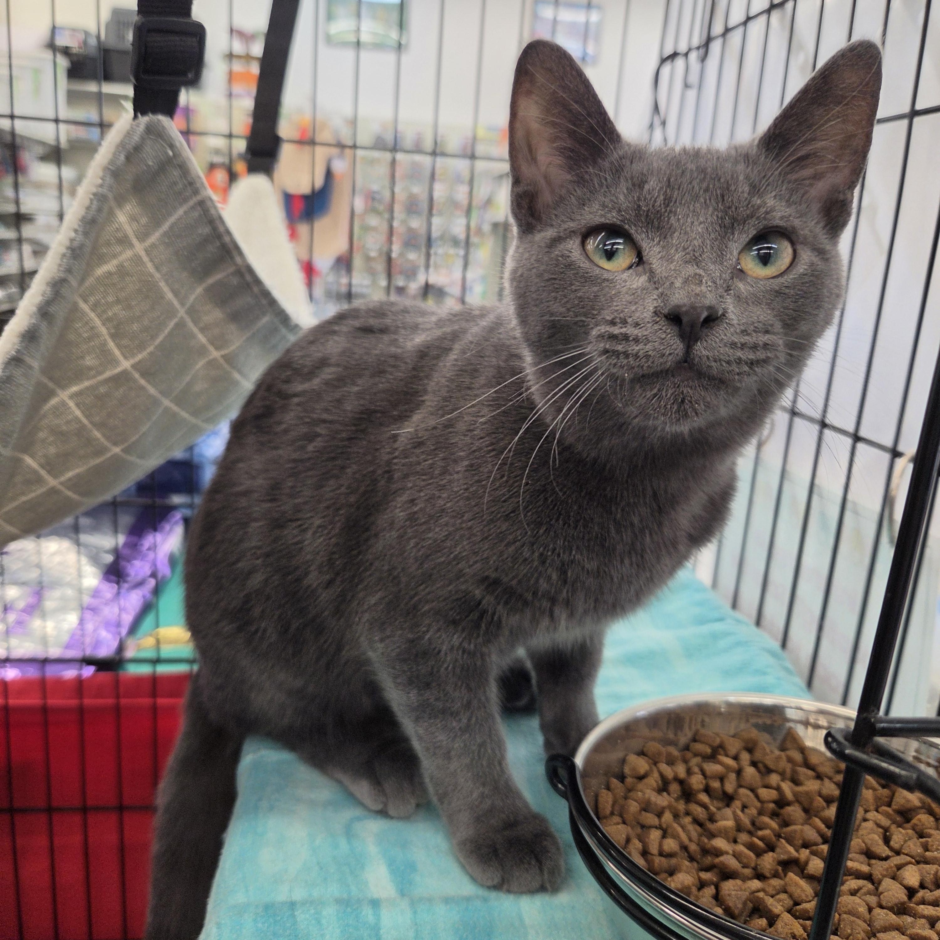 Enlarge Biscuit, a Adopted Domestic Short Hair in Indianapolis, IN image 1/3