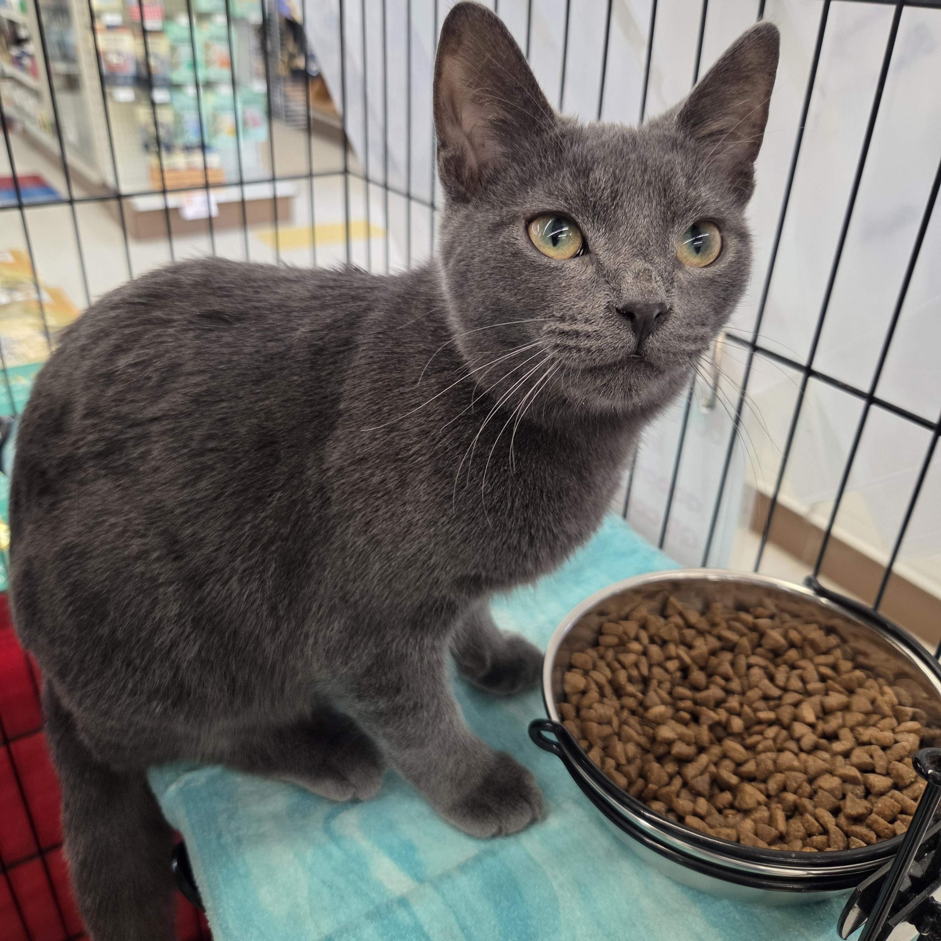 Enlarge Biscuit, a Adopted Domestic Short Hair in Indianapolis, IN image 3/3