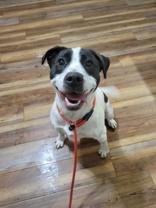 Panda, ADOPTABLE, Young Female Pit Bull Terrier & Hound.