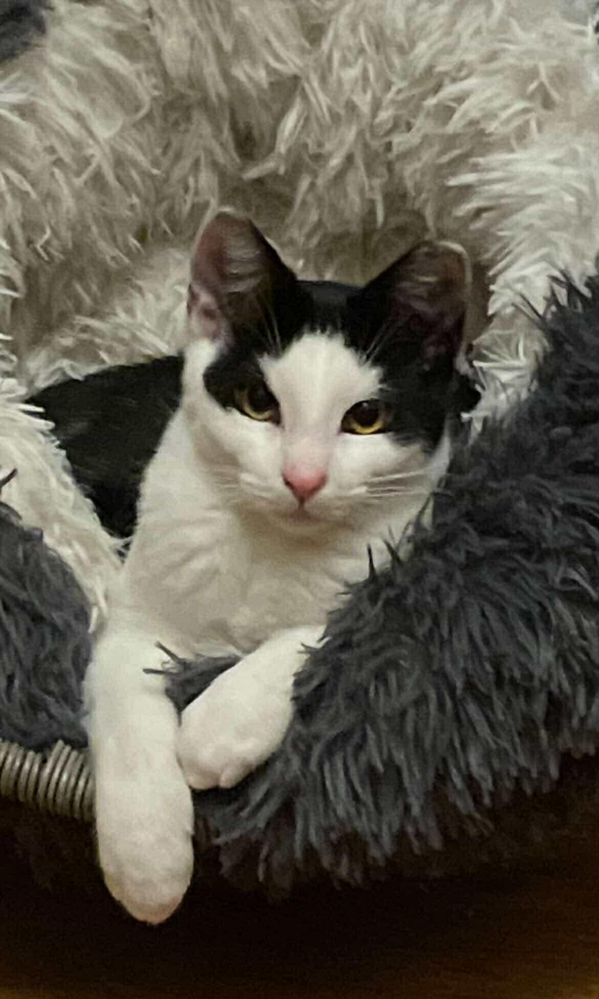 Linda & Benji, a Adoptable Tortoiseshell in Woodmere, NY image 1/6