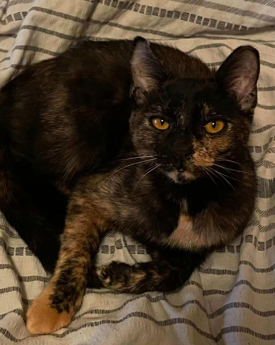 Linda & Benji, Young Female Tortoiseshell