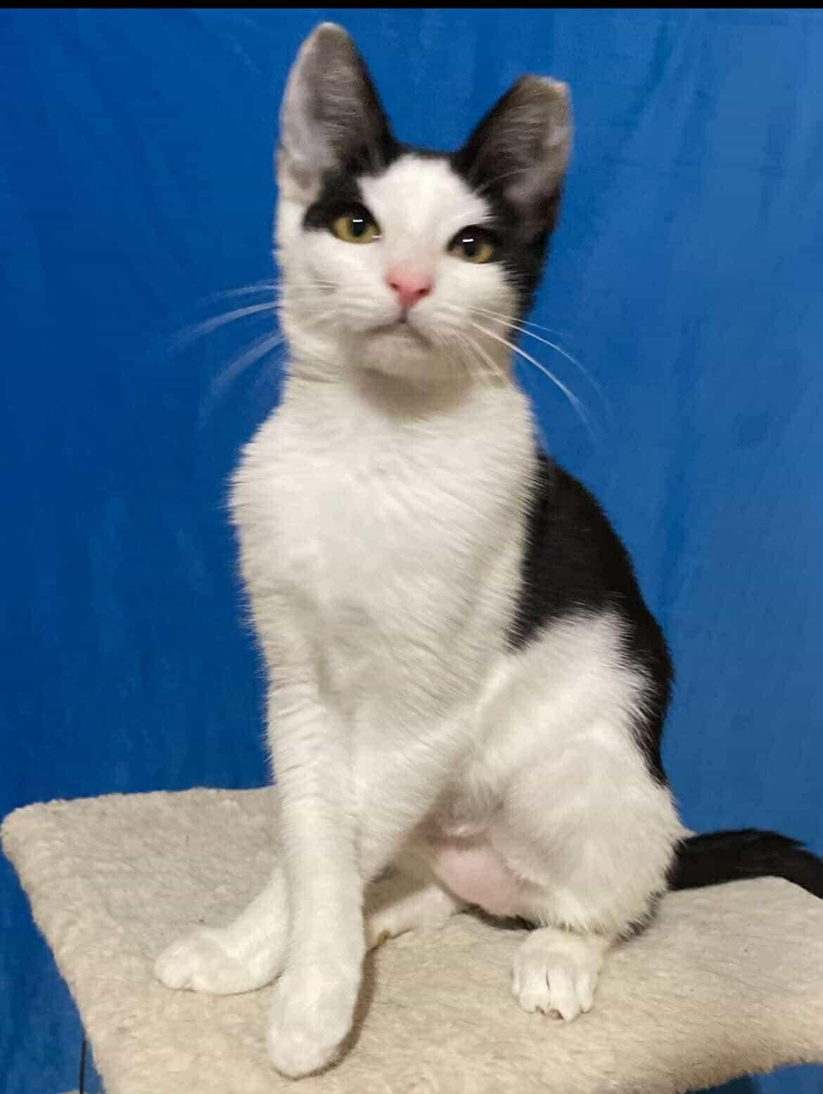 Linda & Benji, a Adoptable Tortoiseshell in Woodmere, NY image 3/6