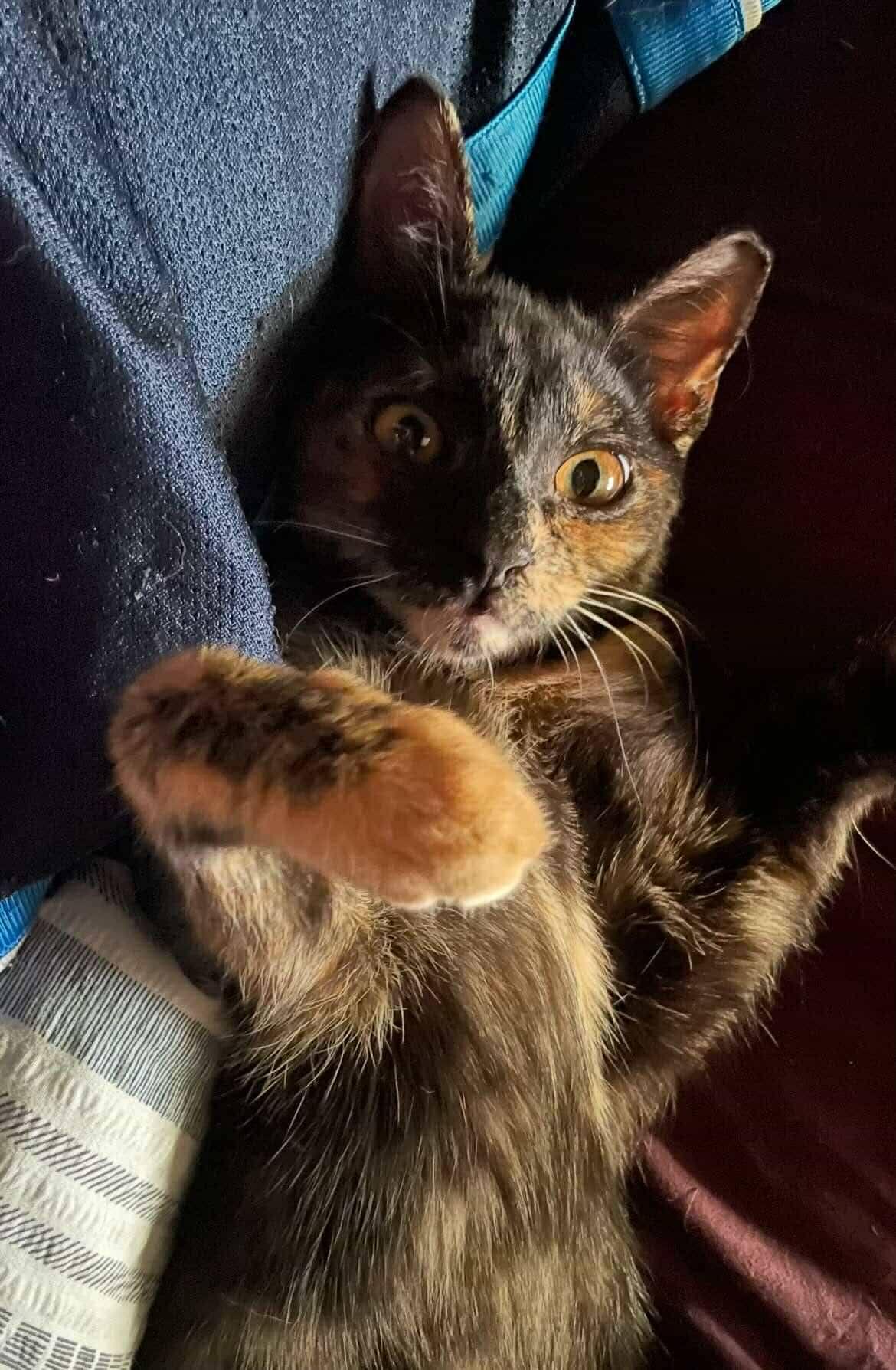 Linda & Benji, a Adoptable Tortoiseshell in Woodmere, NY image 6/6