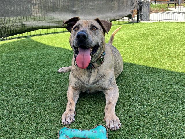 Enlarge PASEO, a Adoptable mixed breed in Tustin, CA image 1/1