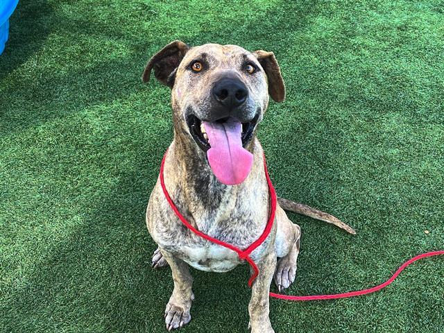 Enlarge PASEO, a Adoptable mixed breed in Tustin, CA image 1/1