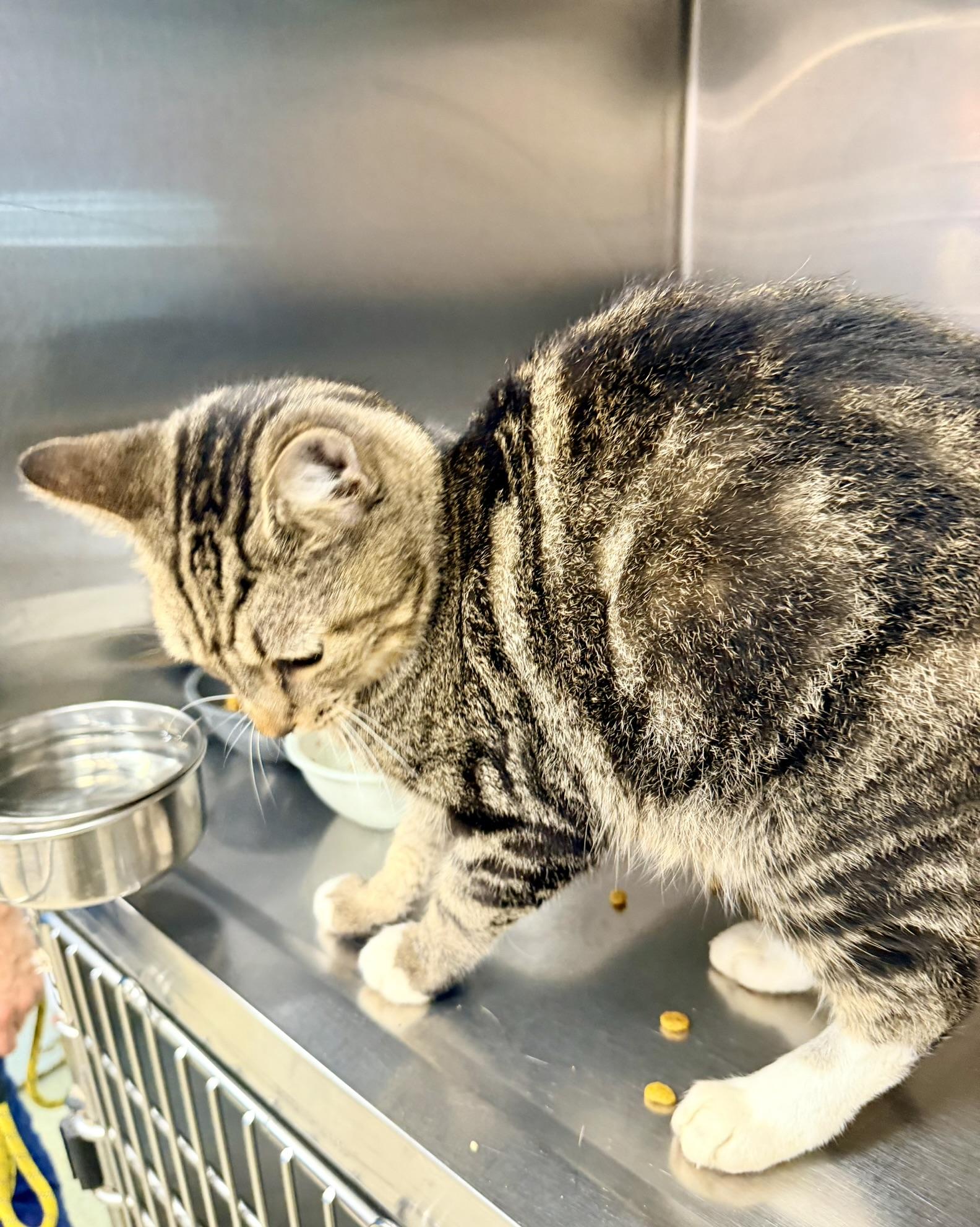 Enlarge Autumn, a Adoptable Domestic Short Hair in Petersburg, VA image 2/3