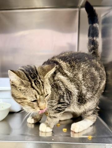Enlarge Autumn, a Adoptable Domestic Short Hair in Petersburg, VA image 3/3