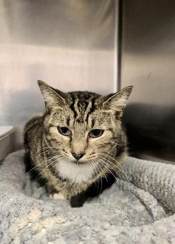 Autumn, Adoptable, Adult Female Domestic Short Hair.