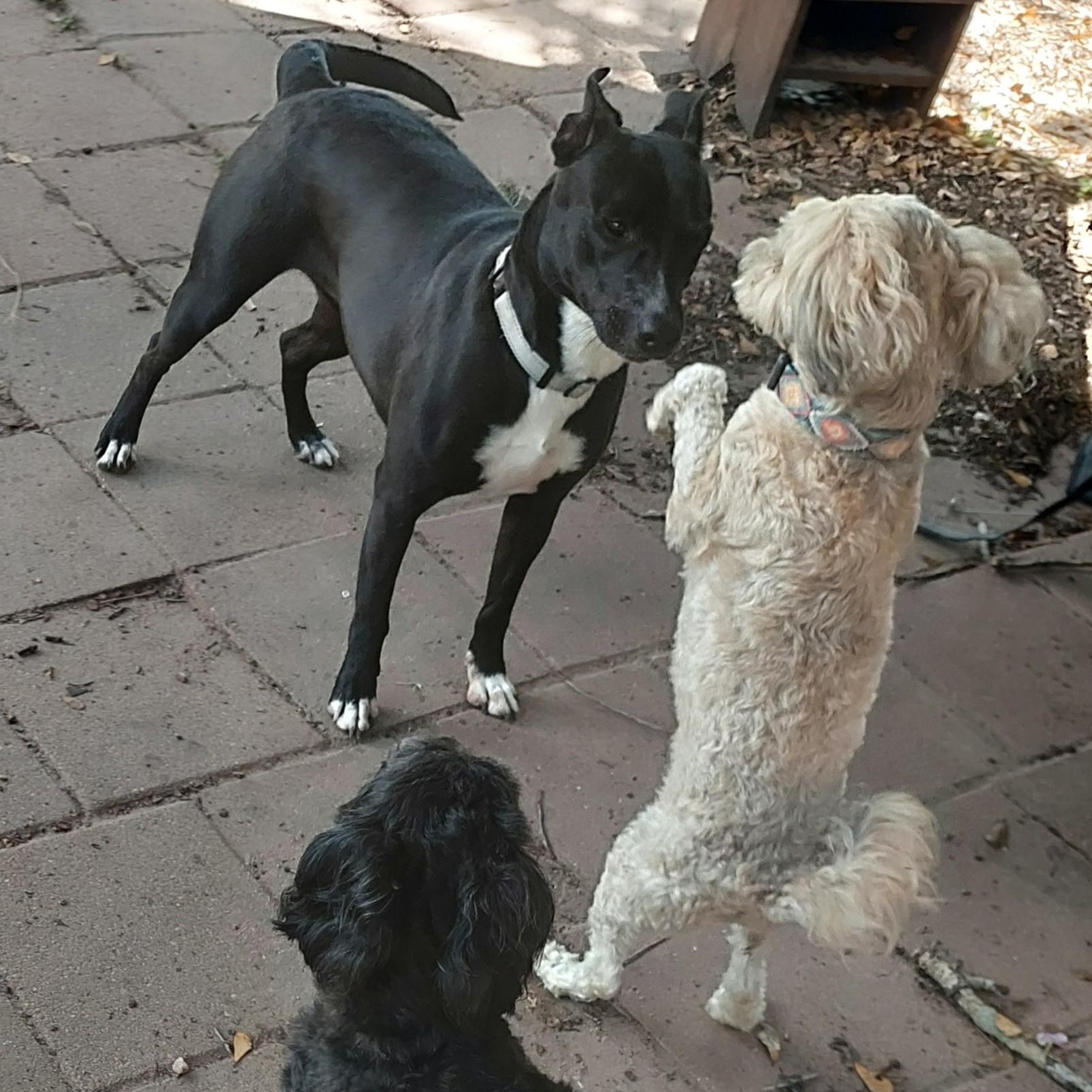Enlarge FRANNIE (Loves Kids, Dogs, Playing in the Back Yard & Water  See video), a Adoptable mixed breed in South Burlington, VT image 2/4