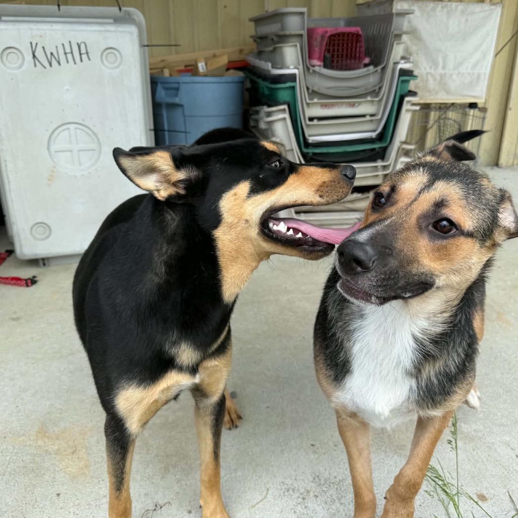 Enlarge Kyle, a Adoptable Mixed Breed in Corbin, KY image 1/6