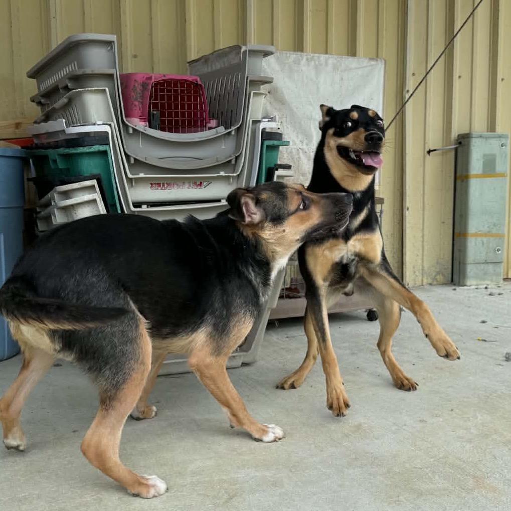 Enlarge Kyle, a Adoptable Mixed Breed in Corbin, KY image 2/6