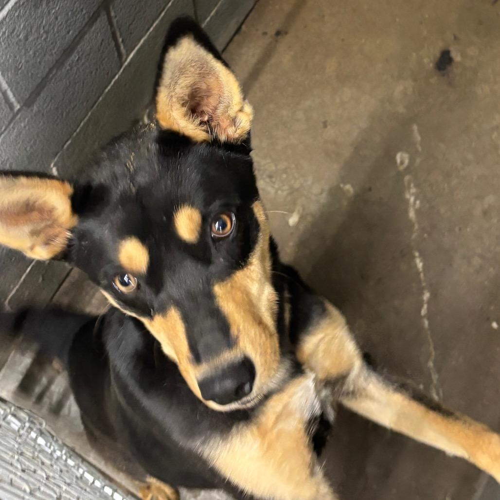 Enlarge Kyle, a Adoptable Mixed Breed in Corbin, KY image 3/6