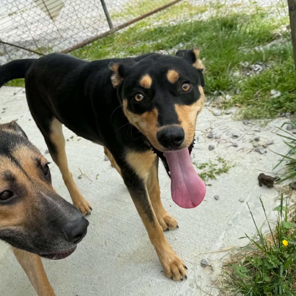 Enlarge Kyle, a Adoptable Mixed Breed in Corbin, KY image 4/6