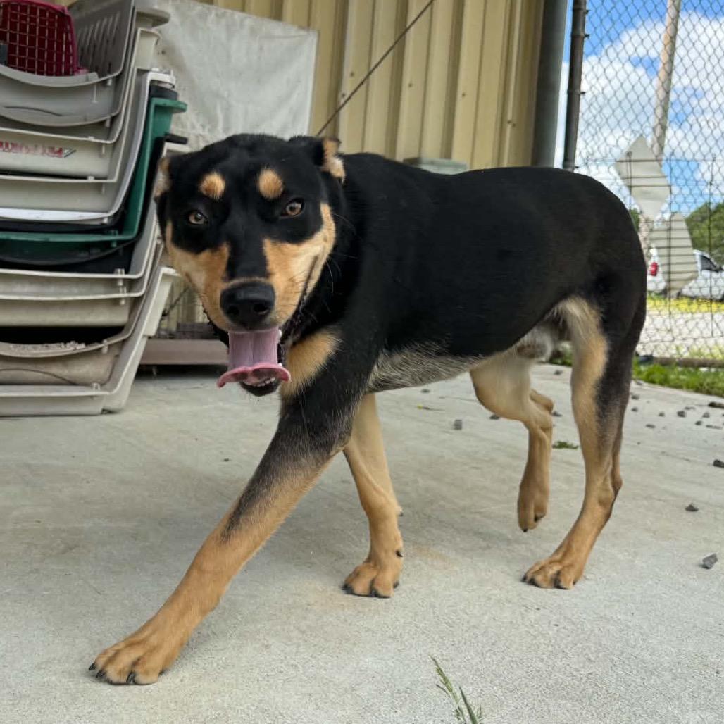 Enlarge Kyle, a Adoptable Mixed Breed in Corbin, KY image 5/6