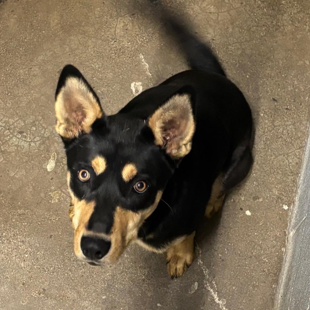 Enlarge Kyle, a Adoptable Mixed Breed in Corbin, KY image 6/6