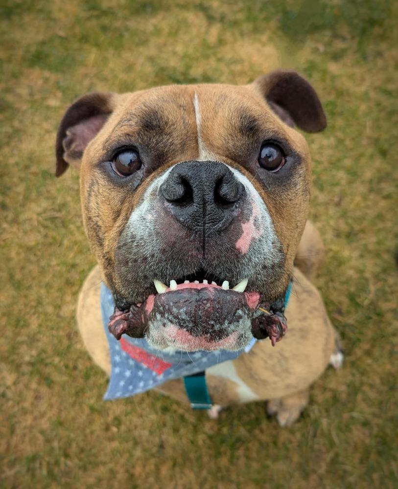 Rolly Polly, Adoptable, Adult Male Boxer & American Bulldog.