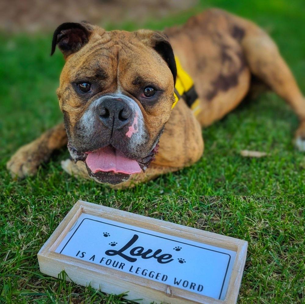 Rolly Polly, a Adoptable mixed breed in Denver, CO image 2/6