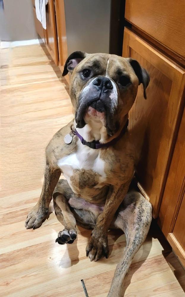 Rolly Polly, a Adoptable mixed breed in Denver, CO image 3/6