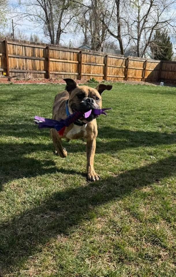 Enlarge Rolly Polly, a Adoptable mixed breed in Denver, CO image 5/6
