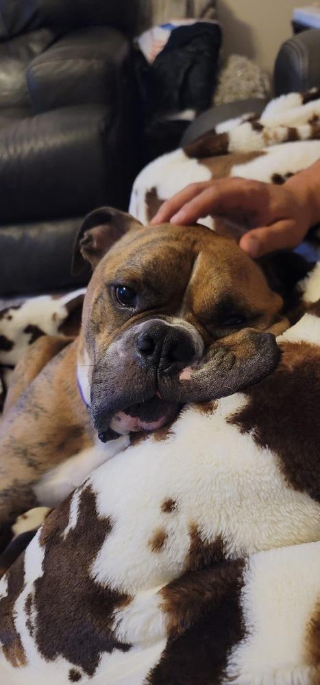 Rolly Polly, a Adoptable mixed breed in Denver, CO image 4/6