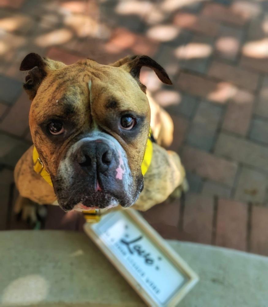 Rolly Polly, a Adoptable mixed breed in Denver, CO image 5/6