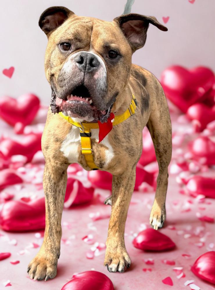 Rolly Polly, a Adoptable mixed breed in Denver, CO image 6/6