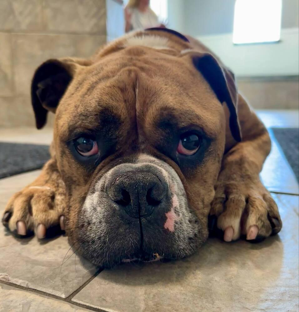 Rolly Polly, a Adoptable mixed breed in Denver, CO image 6/6