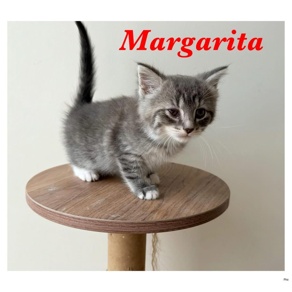 Enlarge Margarita, a Adopted Domestic Short Hair in Ashland, KY image 1/1