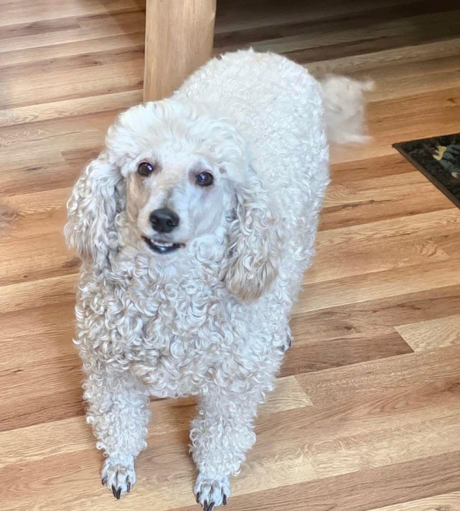 Ruby, a Adopted Poodle in Crossville, TN image 1/4