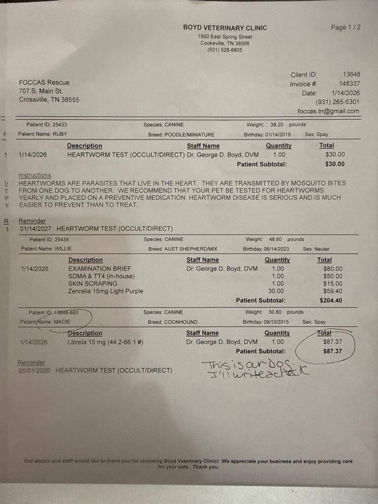 Ruby, a Adopted Poodle in Crossville, TN image 3/4