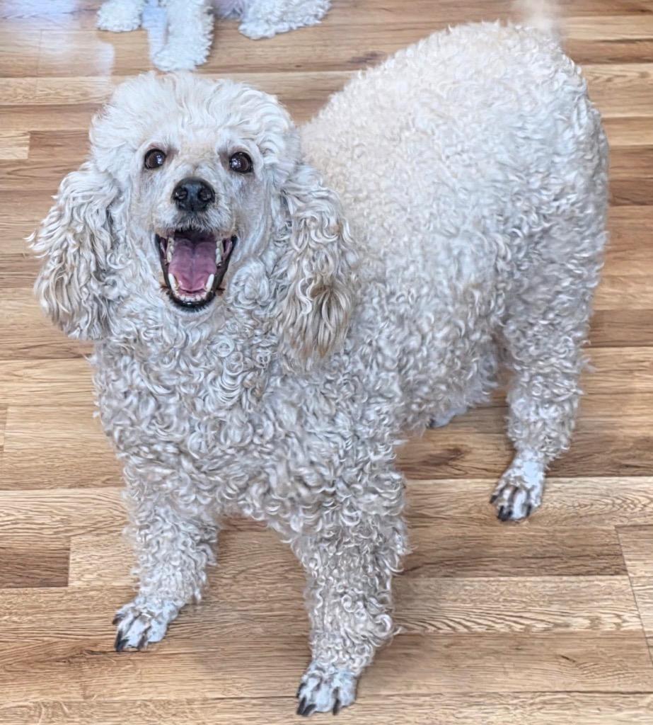 Ruby, a Adopted Poodle in Crossville, TN image 4/4