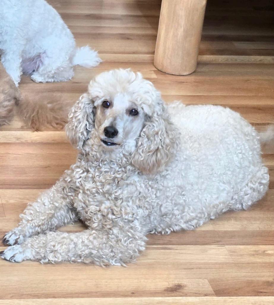 Ruby, a Adopted Poodle in Crossville, TN image 4/5