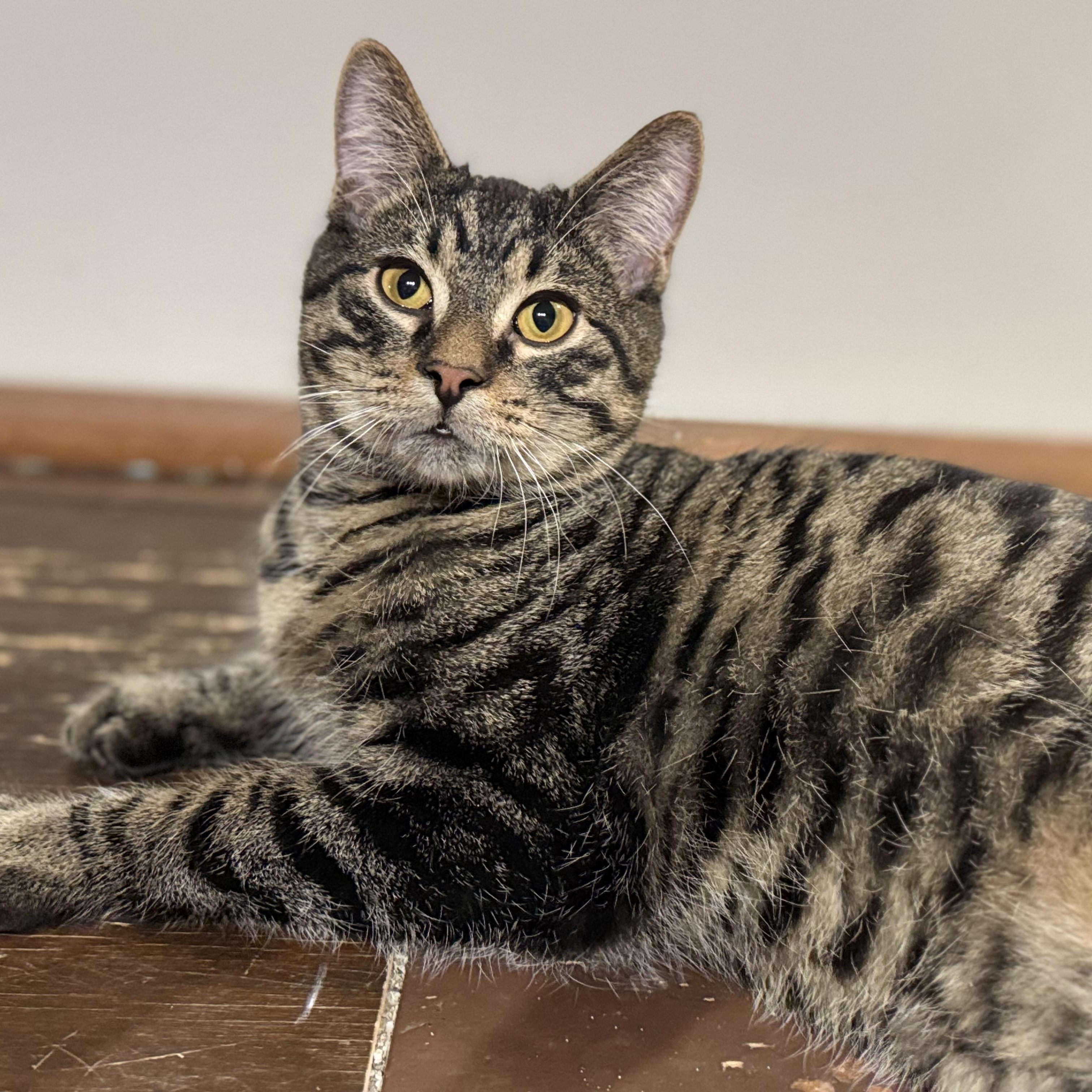 Enlarge Lionel, a Adoptable Domestic Short Hair in North Tonawanda, NY image 1/6